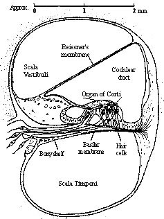 Cross-section of the cochlea